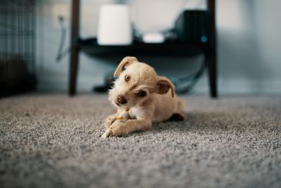 Discover Kwik Dry Total Cleaning—an eco-friendly, veteran-owned cleaning service offering carpet, air duct, and floor cleaning nationwide. Learn what sets them apart.